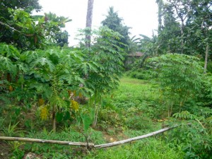 HPIM0370