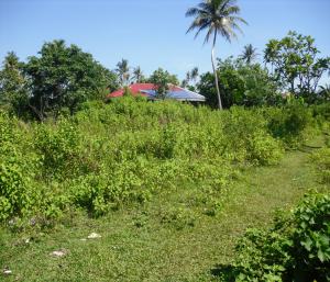 Picture1